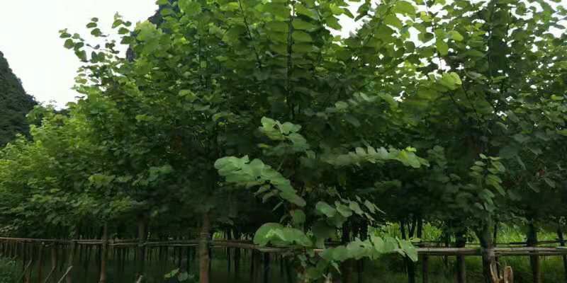 宫粉紫荆10袋苗