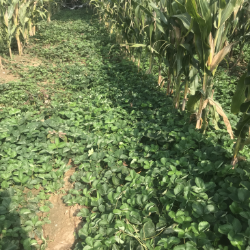 优质草莓苗基地自产红颜草莓苗好品种的草莓苗