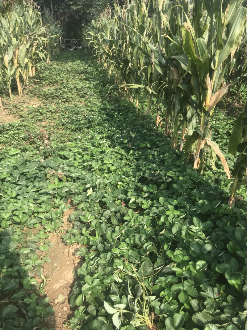 优质草莓苗基地自产红颜草莓苗好品种的草莓苗
