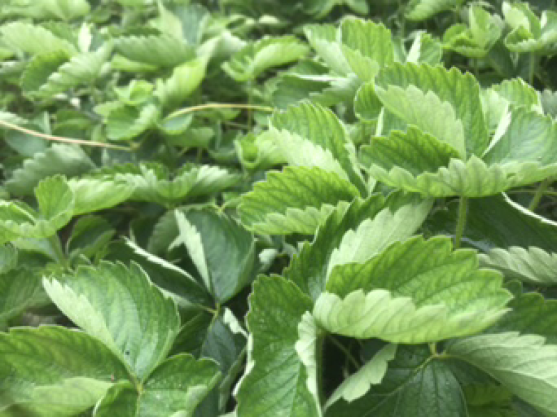 红颜草莓苗农户直销