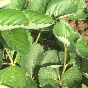 红颜草莓苗农户直销