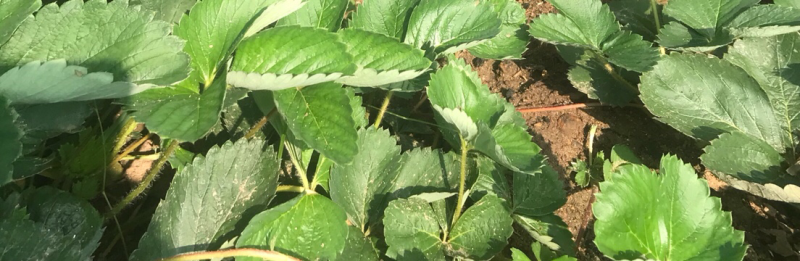 红颜草莓苗农户直销
