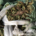 江西南丰大量供应还魂草