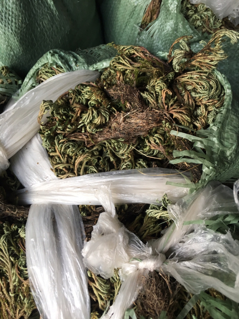 江西南丰大量供应还魂草