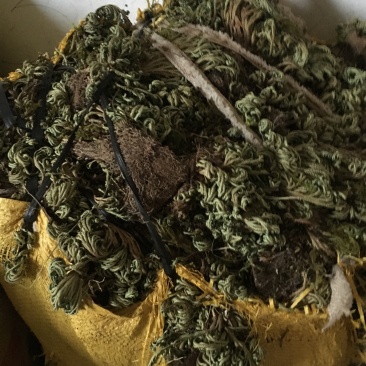 江西南丰大量供应还魂草