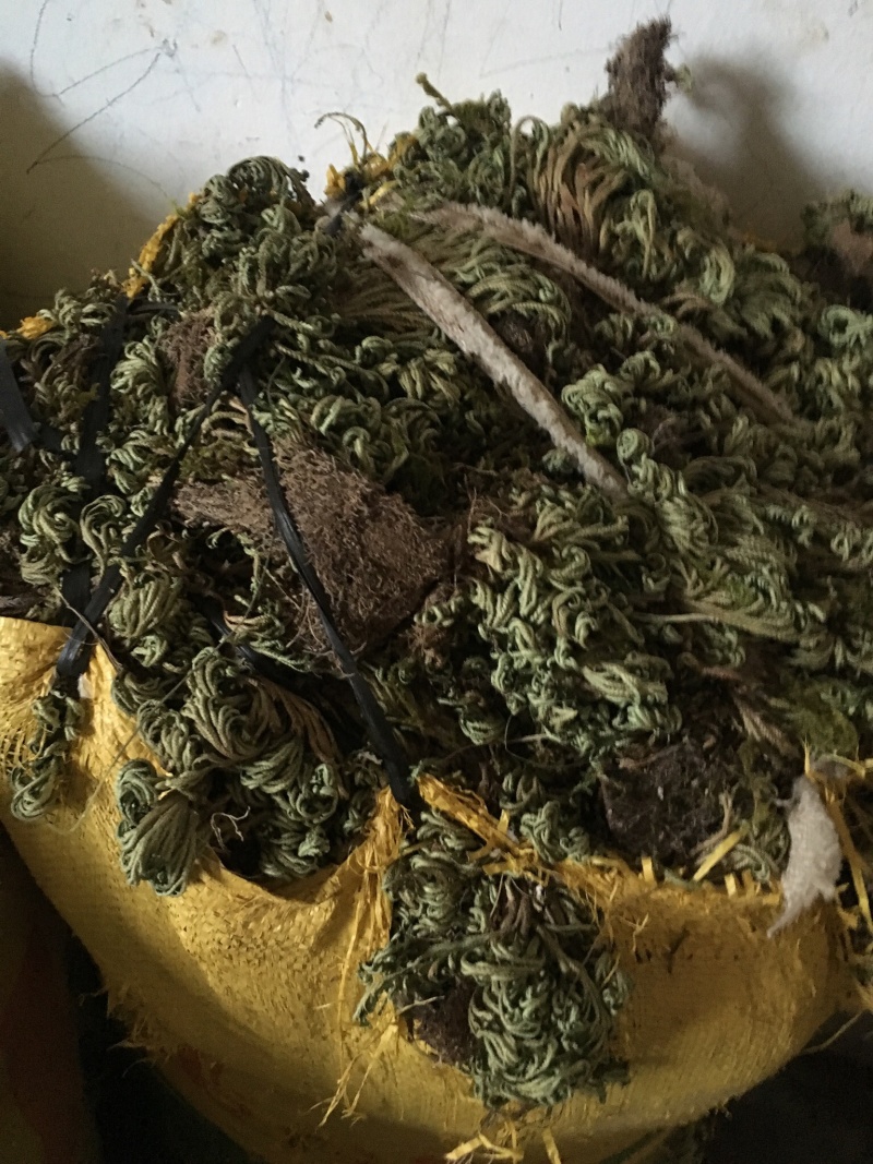 江西南丰大量供应还魂草