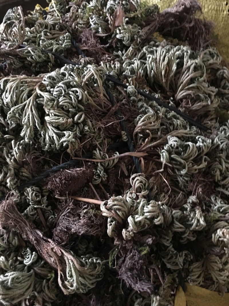 江西南丰大量供应还魂草
