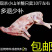 清真纯山羊肉整只羊杂羊肚肠新鲜纯羊血羊宝羊蝎子