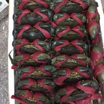 青蟹肉蟹大规格1.5~2斤左右包满肉包活已换扎带