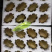 陕西翠香猕猴桃🥝，5斤包邮中果39元