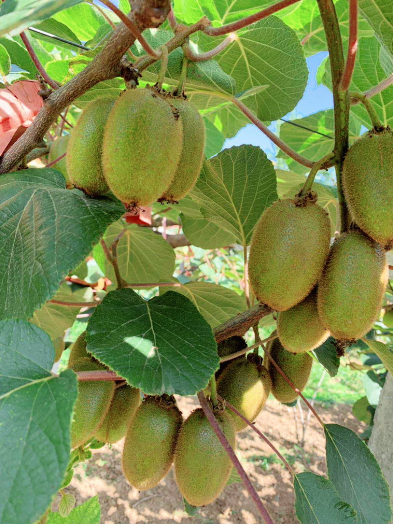 陕西翠香猕猴桃🥝，5斤包邮中果39元