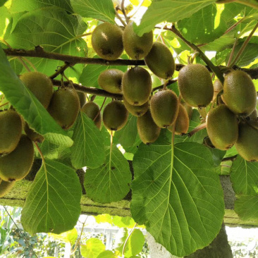 陕西翠香猕猴桃🥝，5斤包邮中果39元