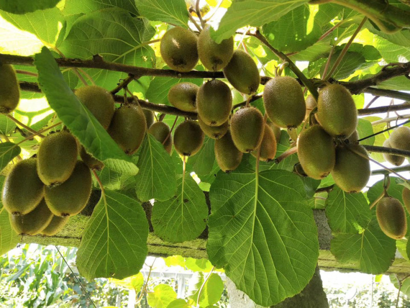 陕西翠香猕猴桃🥝，5斤包邮中果39元