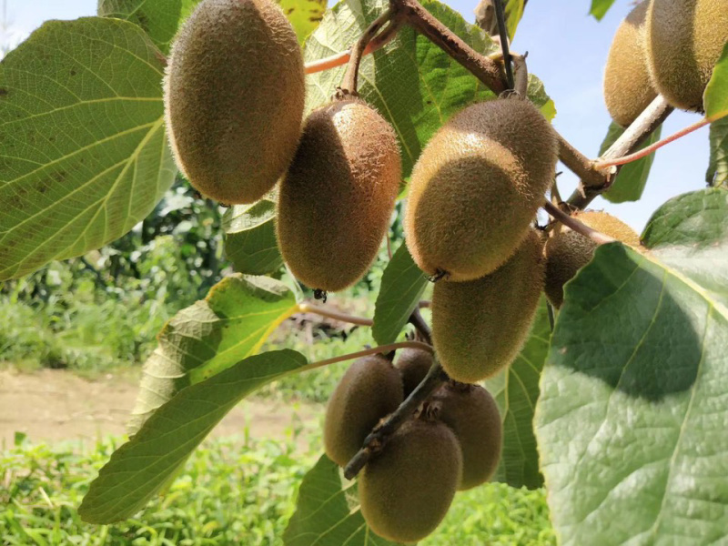 陕西翠香猕猴桃🥝，5斤包邮中果39元