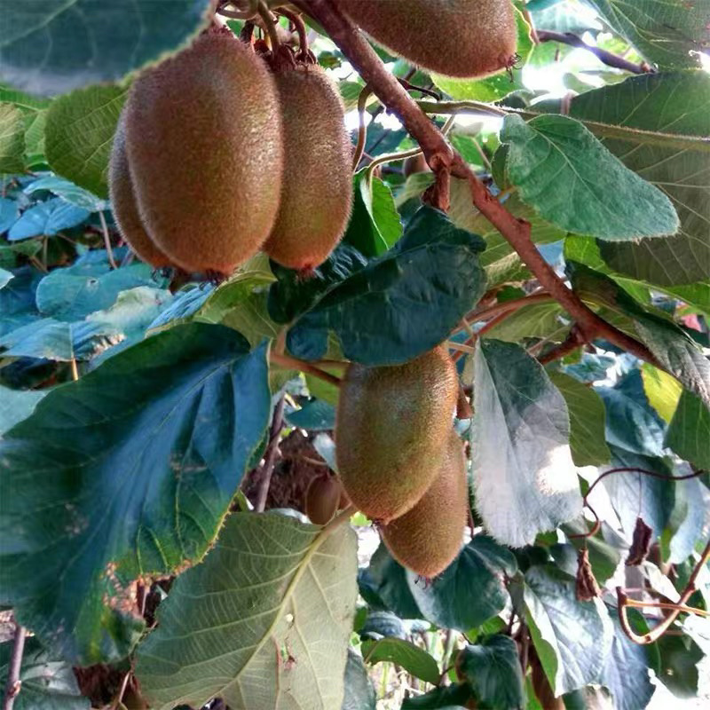 陕西翠香猕猴桃🥝，5斤包邮中果39元