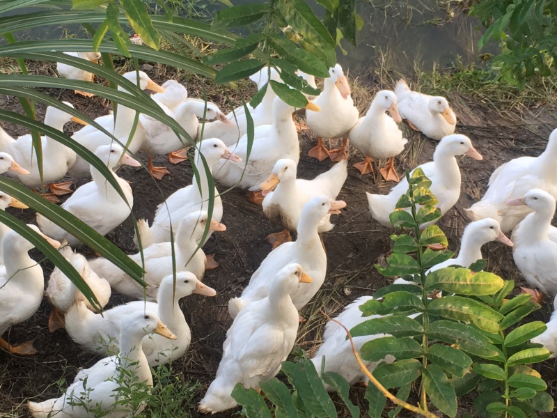 大白鸭散养水养