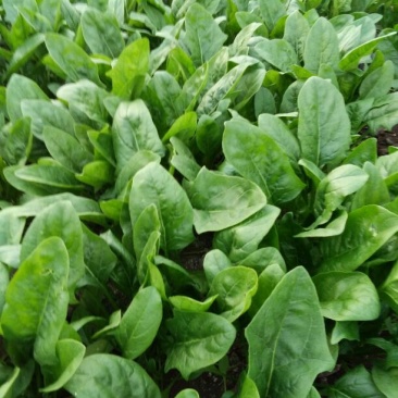 大叶菠菜25~30厘米