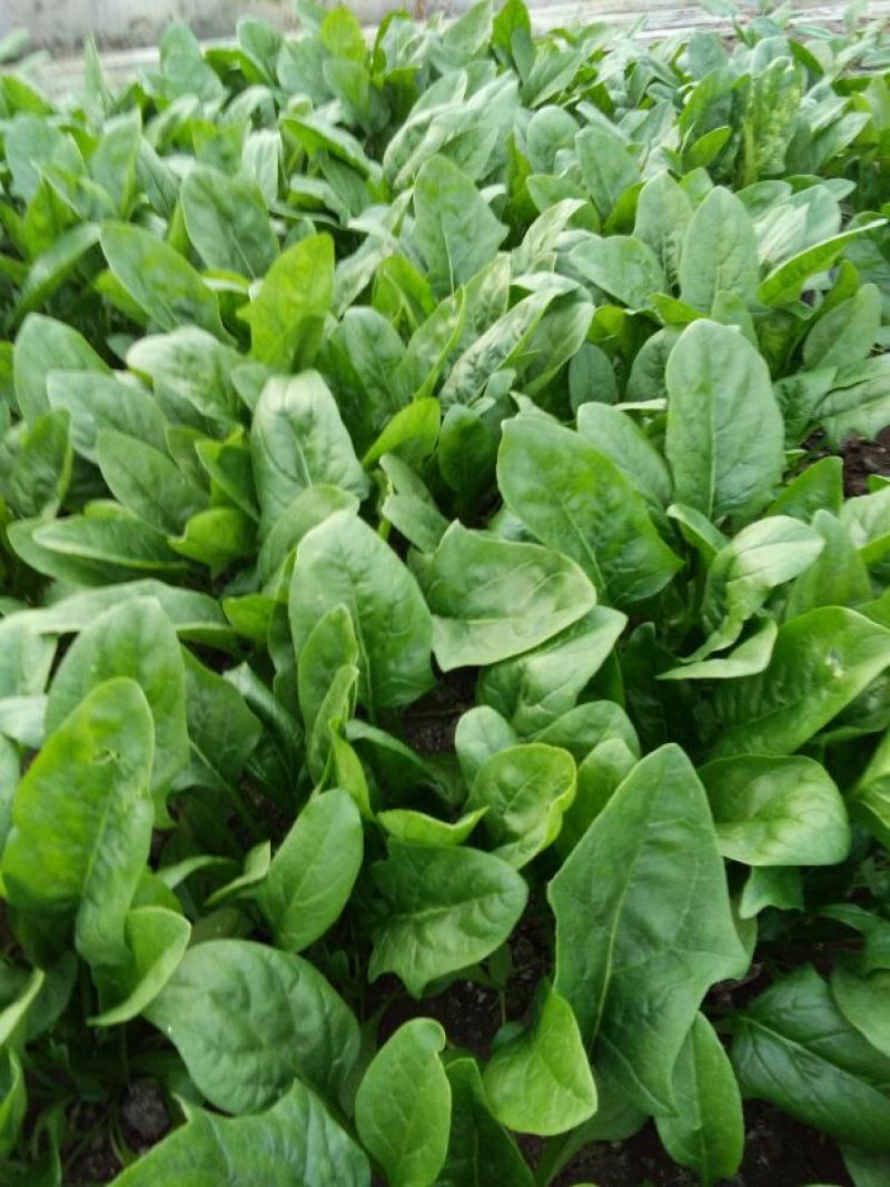 大叶菠菜25~30厘米