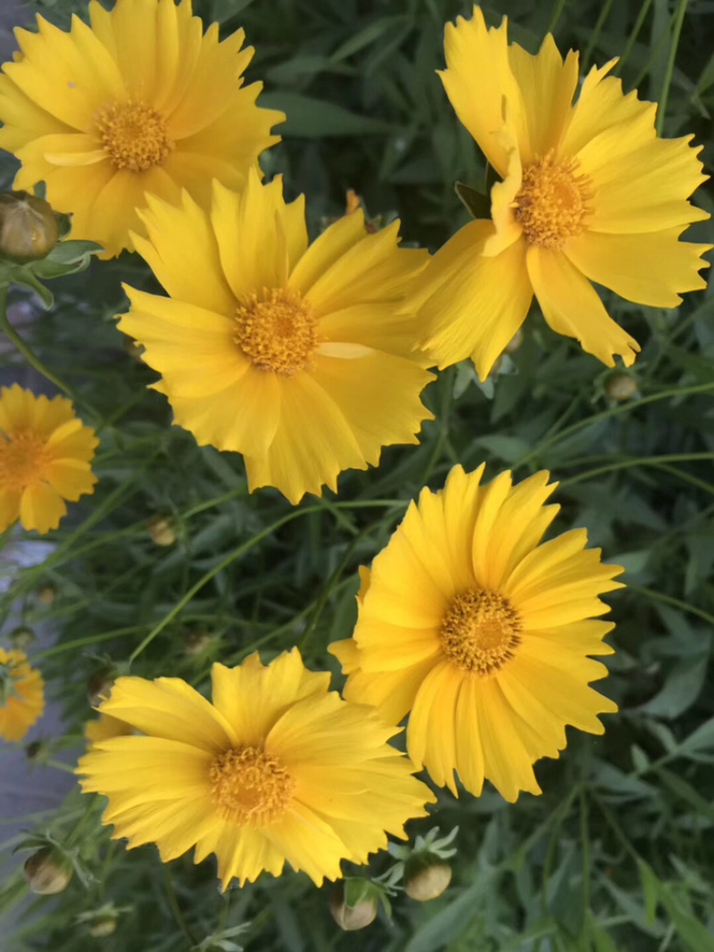 金鸡菊多年生花卉种子金鸡菊种子花海景观必备品多年生开花