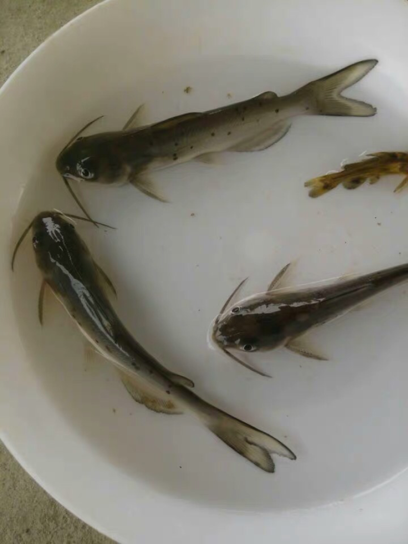 叉尾鱼鱼苗
