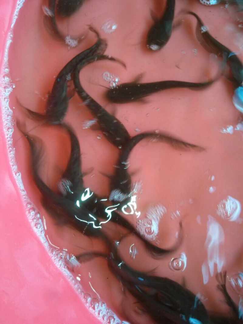 叉尾鱼鱼苗