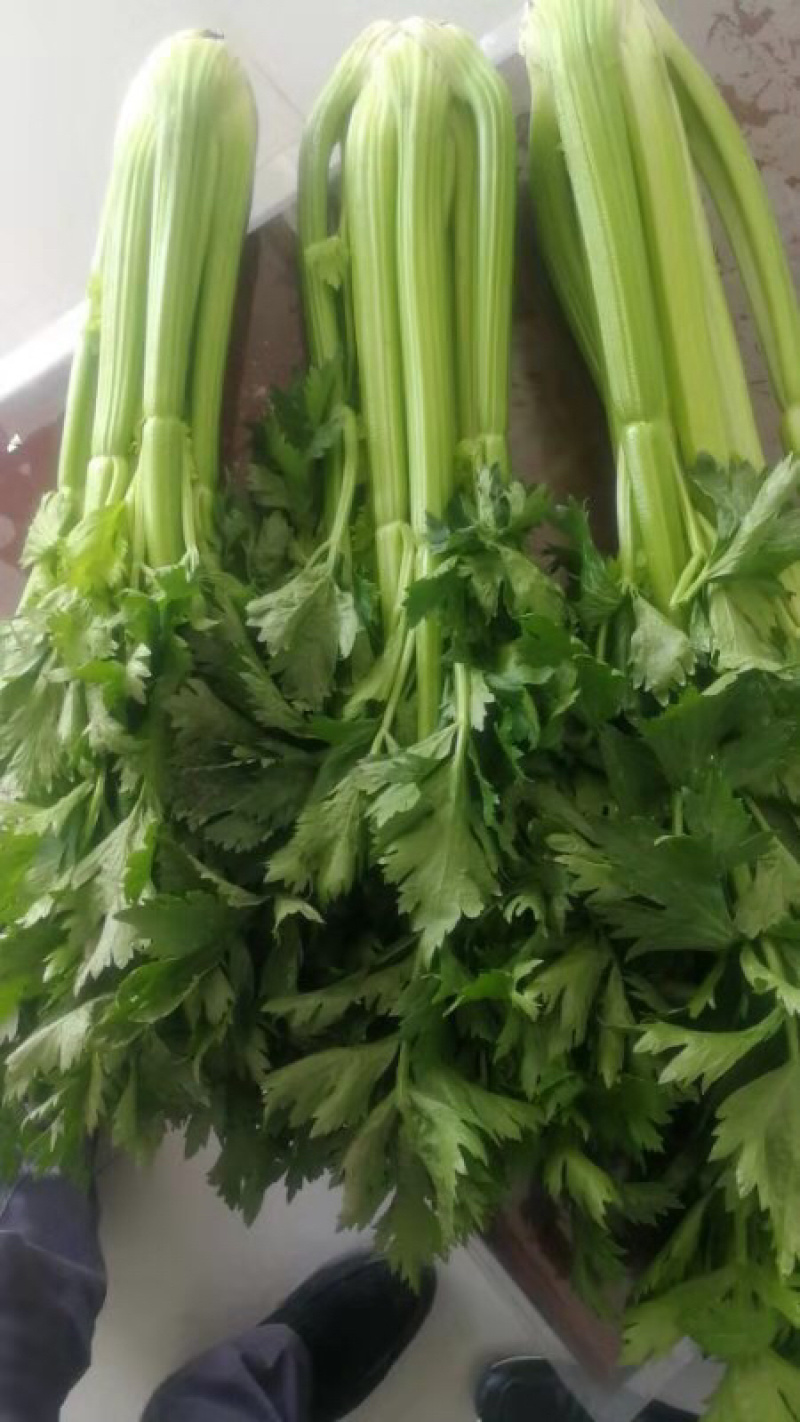大颗芹菜出货