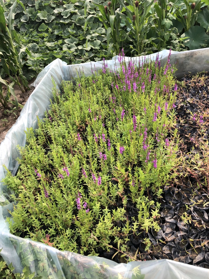 一手货源！千屈菜水生植物种植