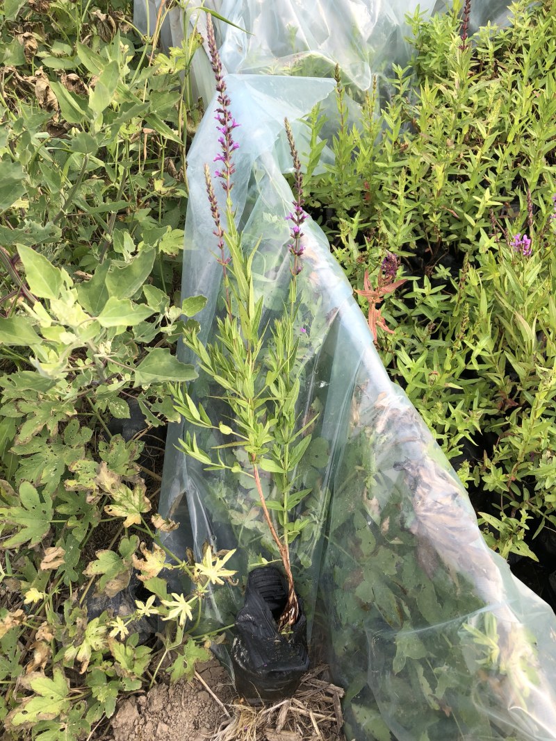 一手货源！千屈菜水生植物种植