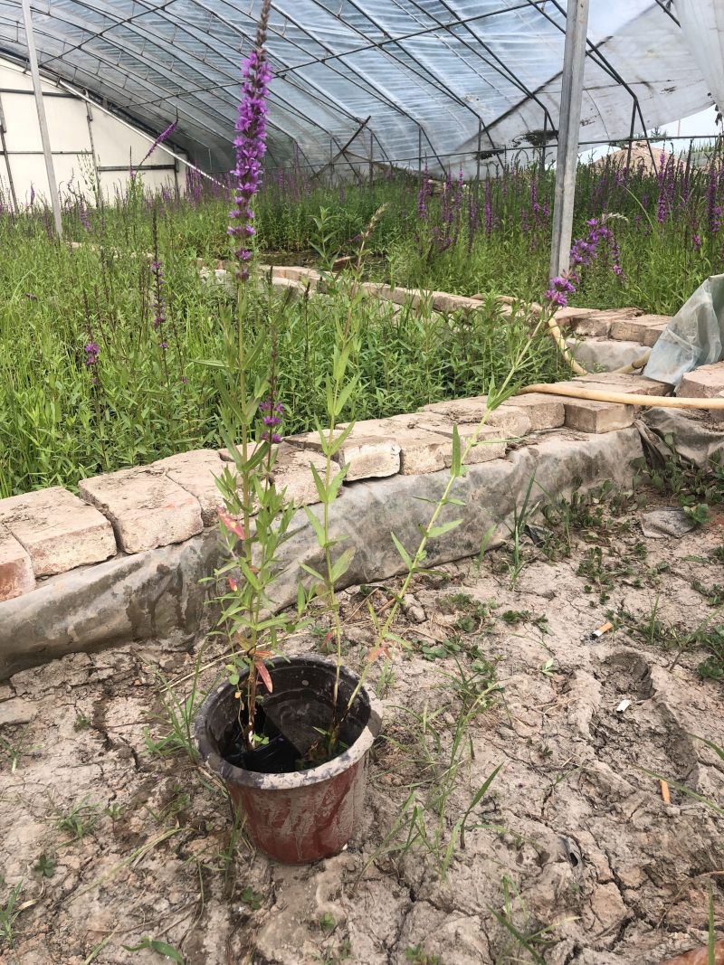 一手货源！千屈菜水生植物种植