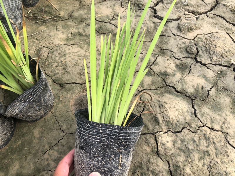 一手货源！盆栽黄昌蒲裸根黄昌蒲.