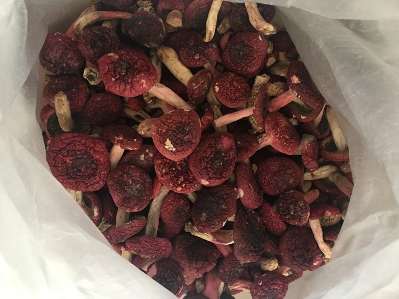 2026年云南普洱思茅大标菇