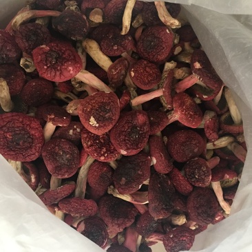 2026年云南普洱思茅大标菇