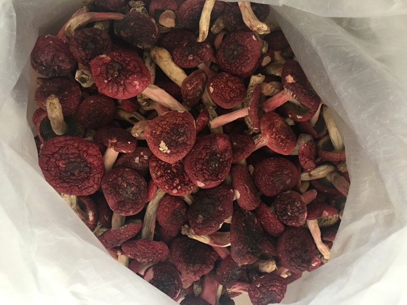 2026年云南普洱思茅大标菇