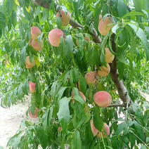 八月中旬成熟的桃子：不软桃秋雪桃