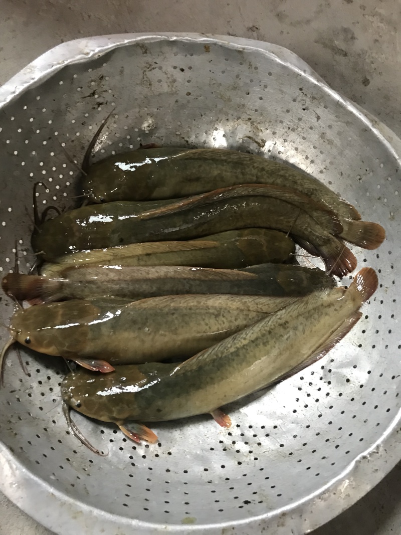 本地塘角鱼