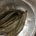 本地塘角鱼