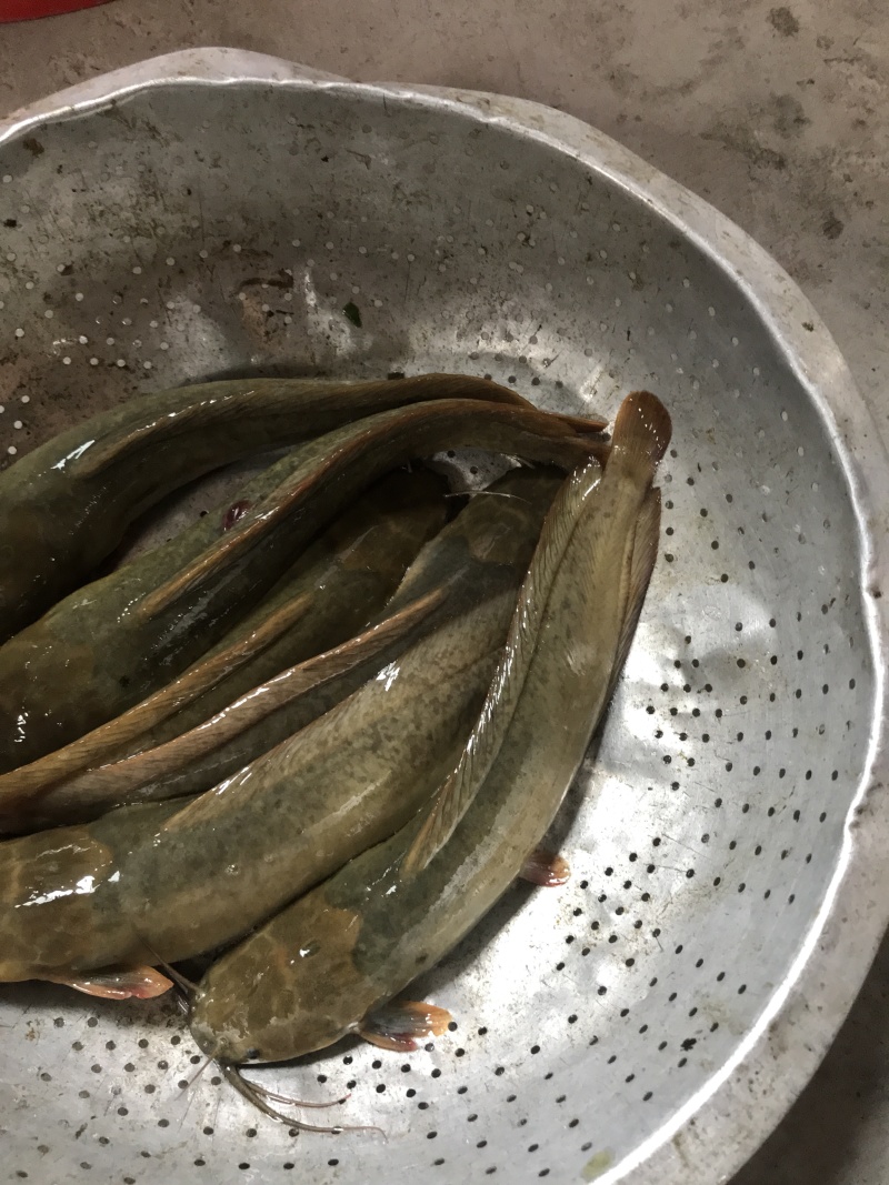 本地塘角鱼