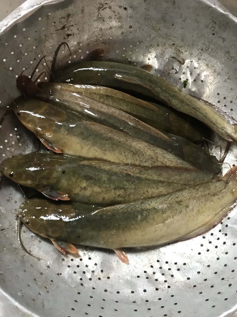 本地塘角鱼