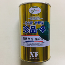 珍品冬菜农**青梗菜种子