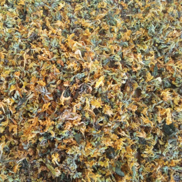 正品野生中药材羊闹花黄杜鹃花黄踟蹰羊踟蹰干花