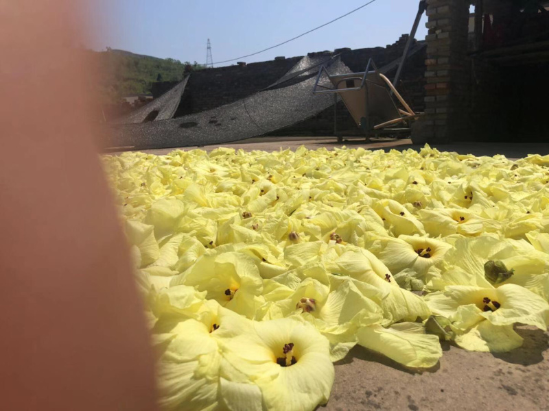 黄蜀葵大量出售，另有各种菊花例如北京菊苏杭菊..