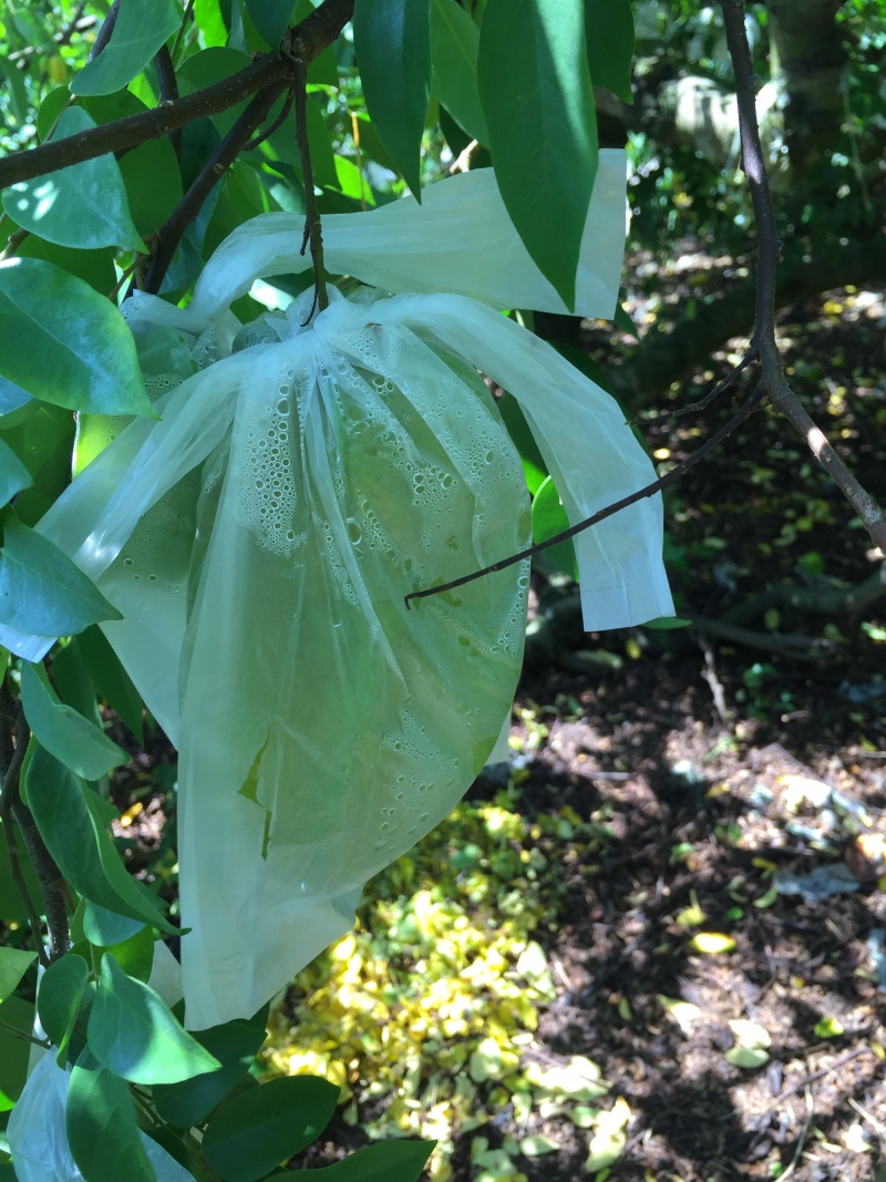 杨桃香蜜、蜜丝杨桃个头5～7两产地种植三百多亩地质优价廉