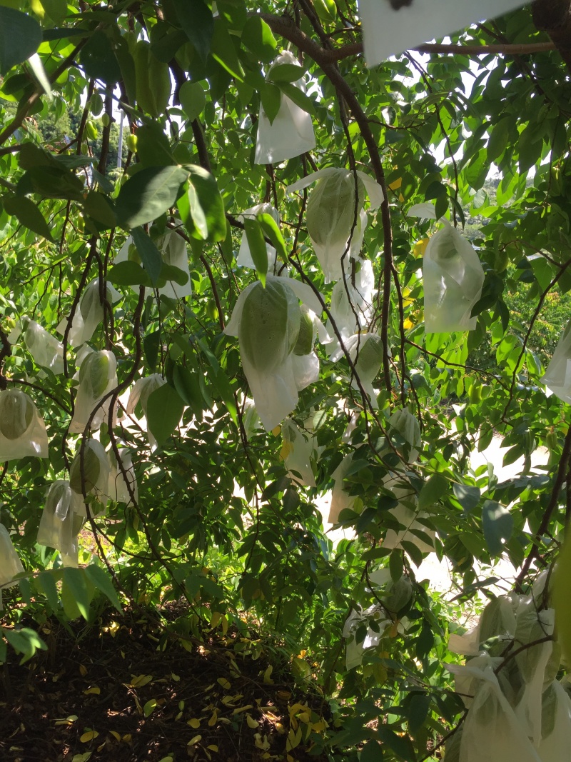 杨桃香蜜、蜜丝杨桃个头5～7两产地种植三百多亩地质优价廉