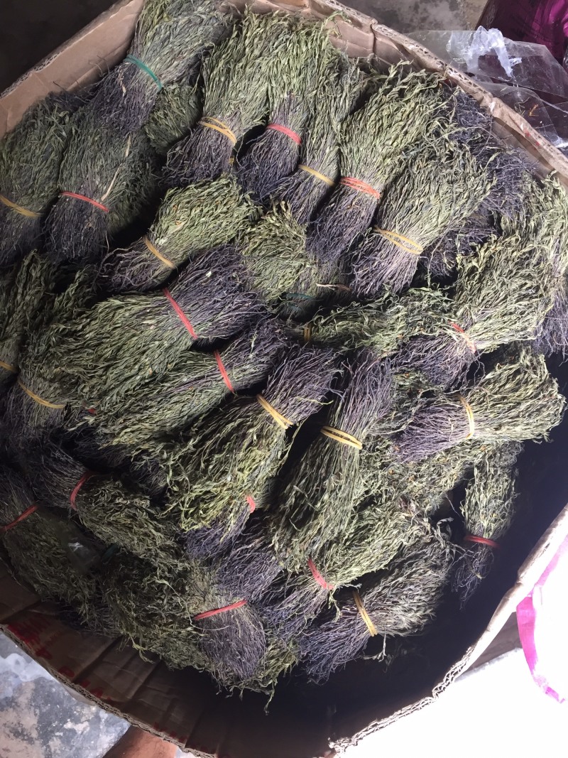 独脚金15到20公分