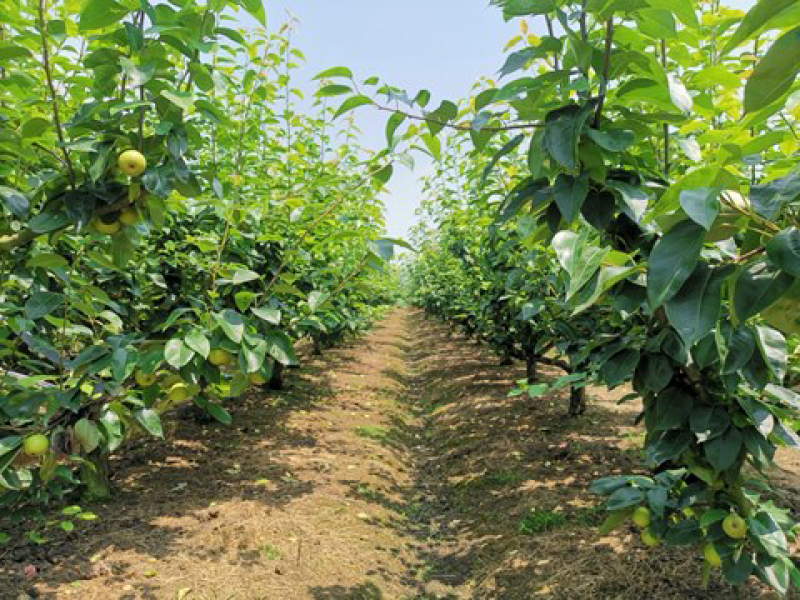 脆冠梨、象山脆冠梨、绿雪人脆冠梨