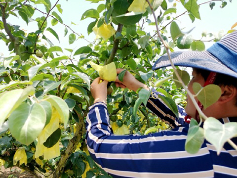 脆冠梨、象山脆冠梨、绿雪人脆冠梨