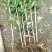 【推荐】桂花苗桂花大小苗产地直销成活率高量大从优