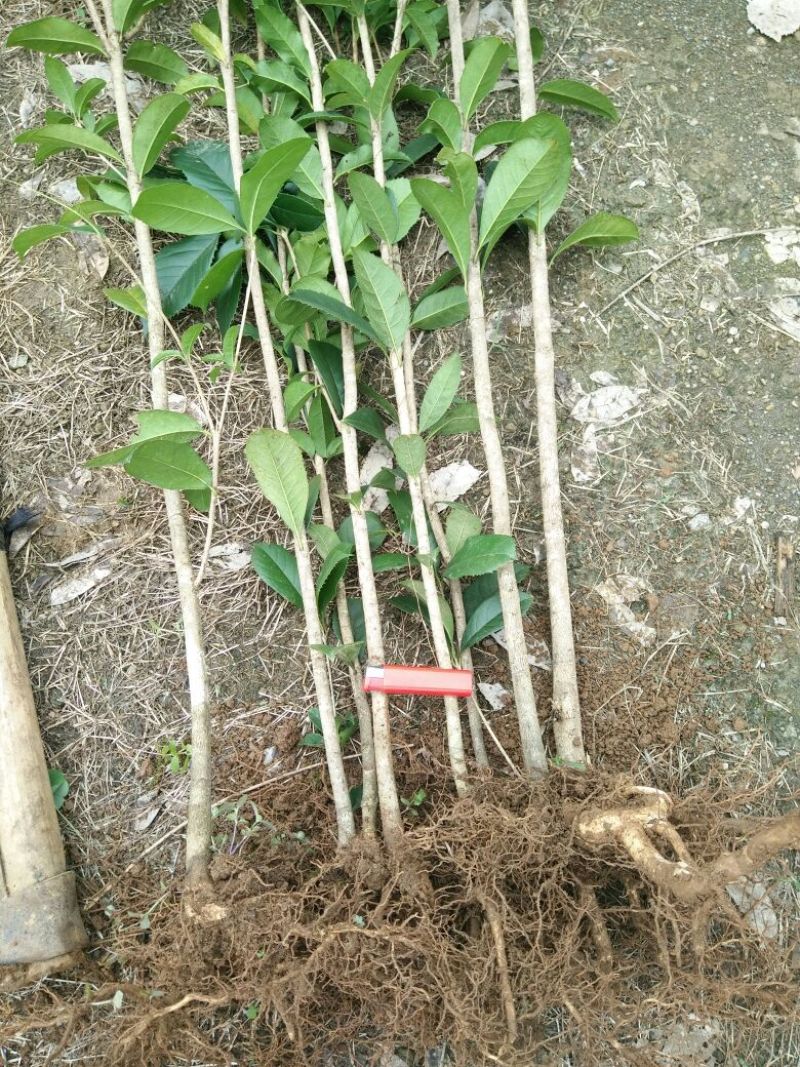 【推荐】桂花苗桂花大小苗产地直销成活率高量大从优