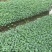 松花菜苗优质种苗精心培育成活率高的