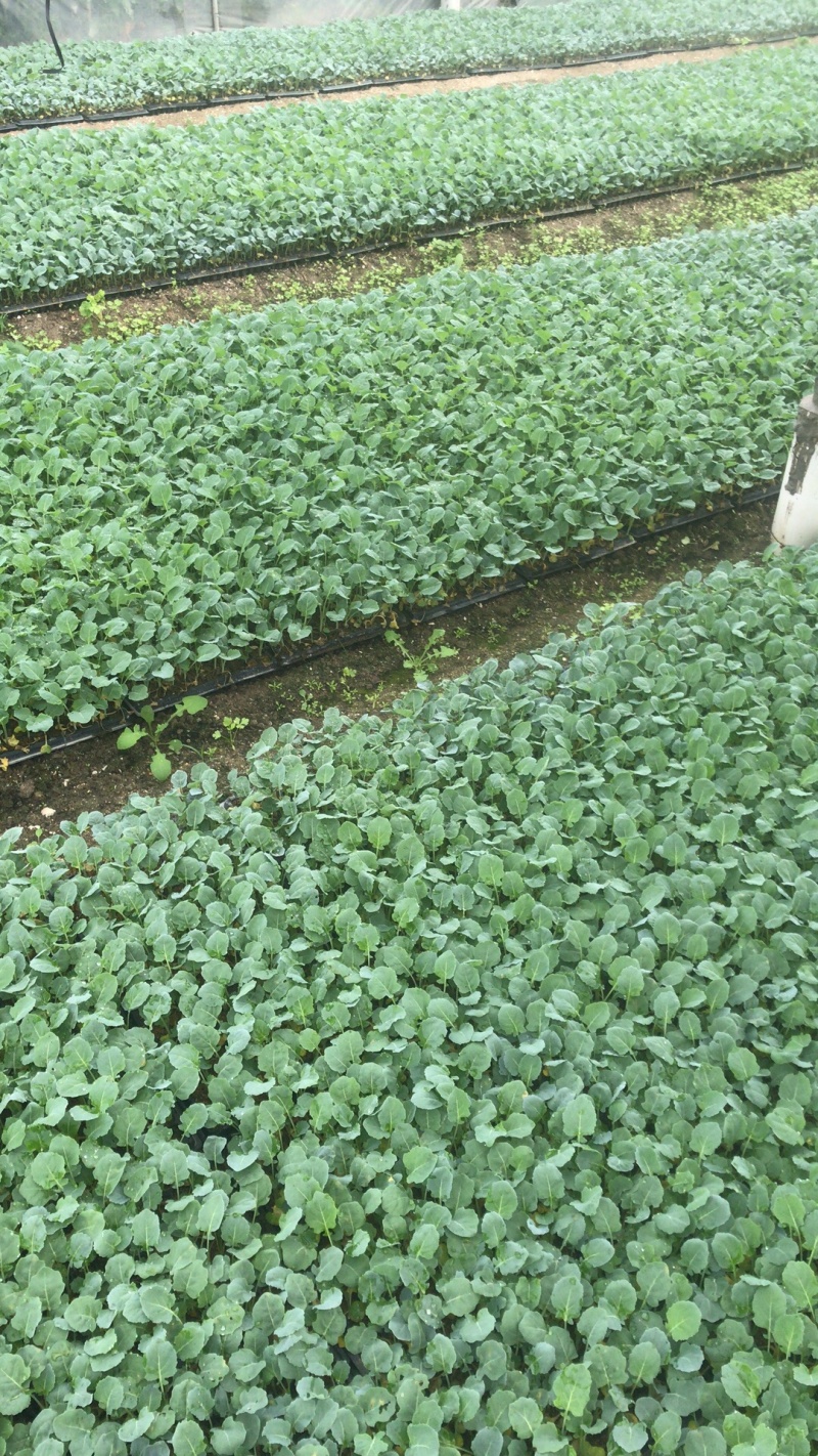 松花菜苗优质种苗精心培育成活率高的